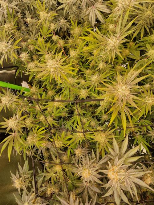 The Experiment. Week 14