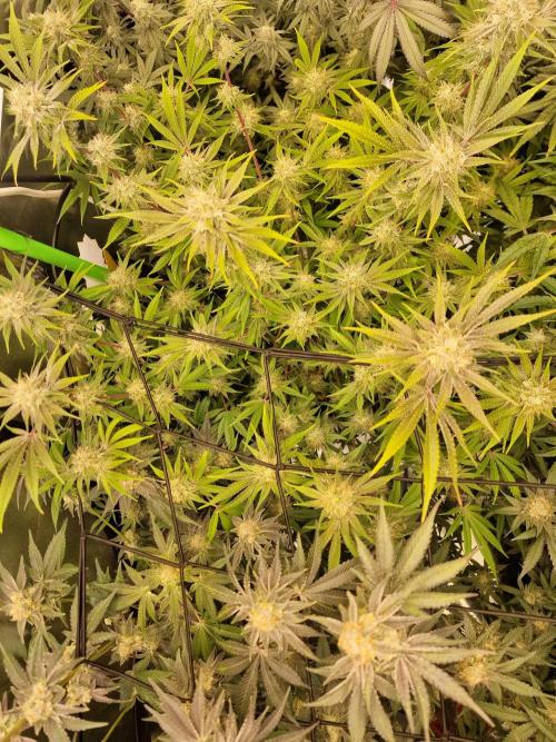 The Experiment. Week 14