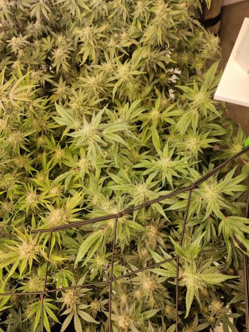 The Experiment. Week 14