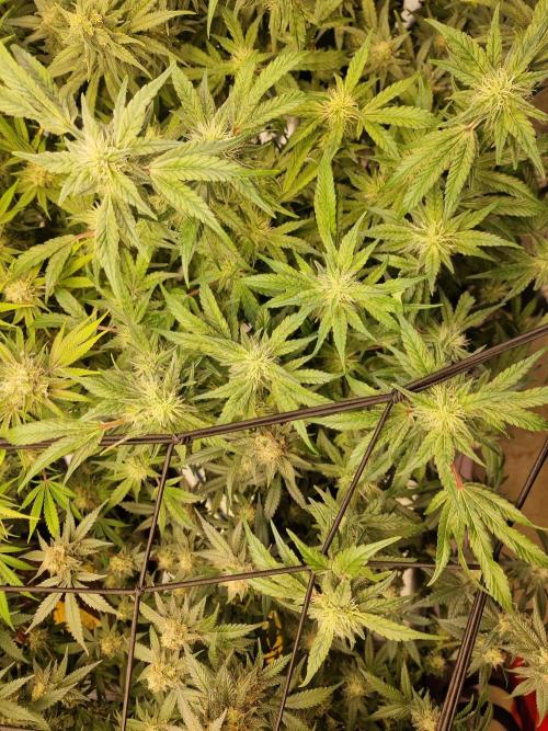 The Experiment. Week 14