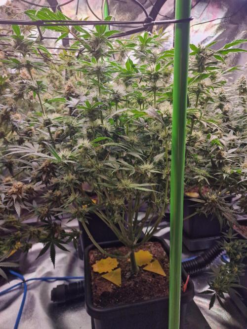 The Experiment. Week 14