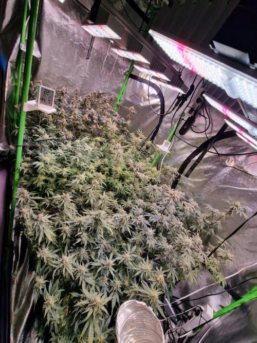 The Experiment. Week 14