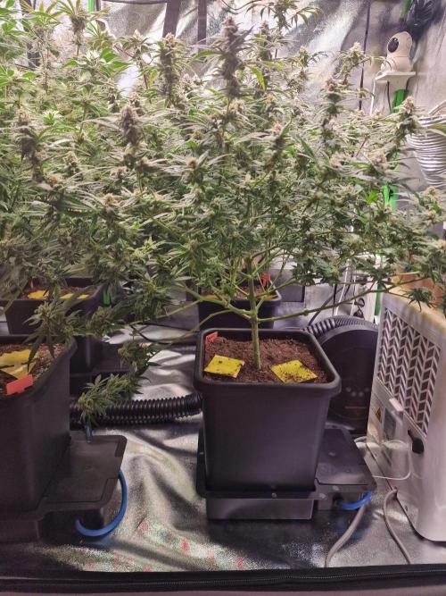 The Experiment. Week 14