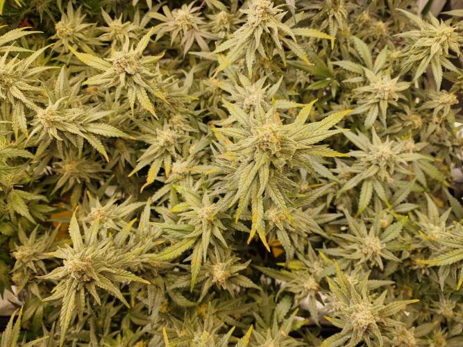 The Experiment. Week 15