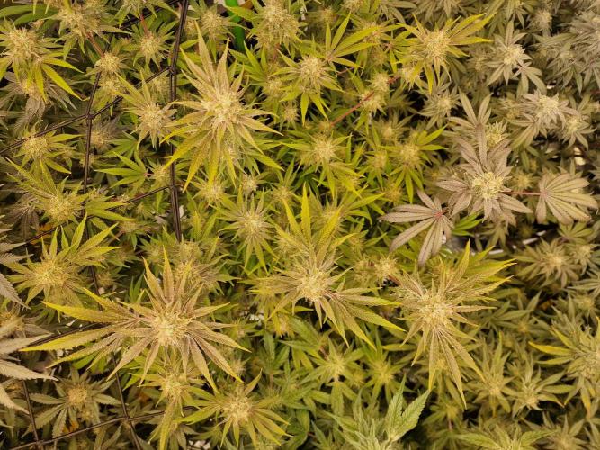 The Experiment. Week 15