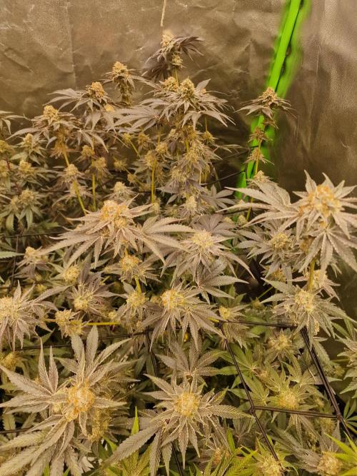 The Experiment. Week 15