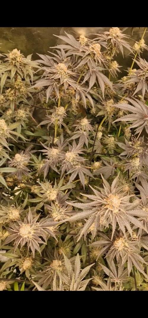 The Experiment. Week 15