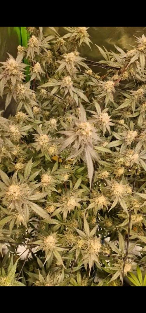 The Experiment. Week 15