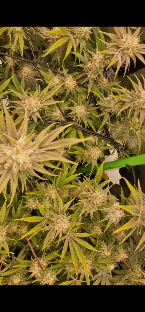 The Experiment. Week 15