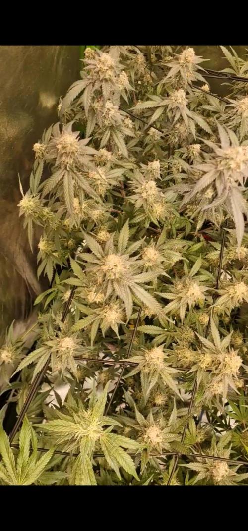 The Experiment. Week 15