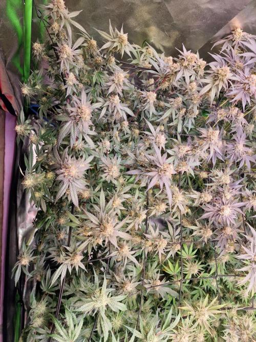 The Experiment. Week 15