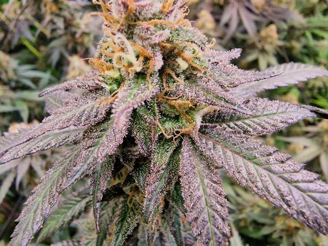 The Experiment. Week 15