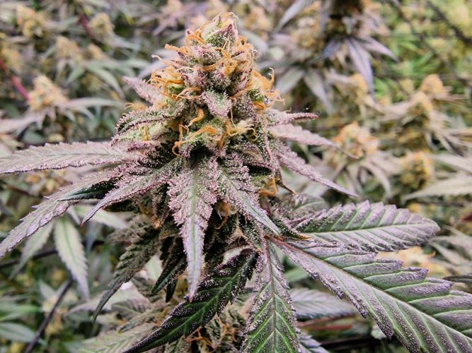 The Experiment. Week 15