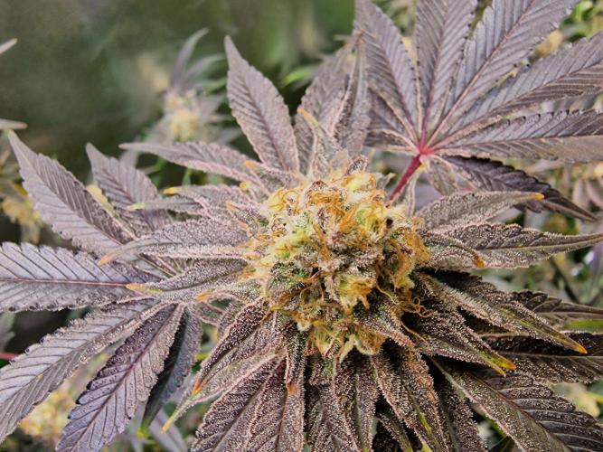 The Experiment. Week 15