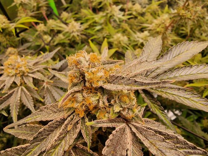 The Experiment. Week 15