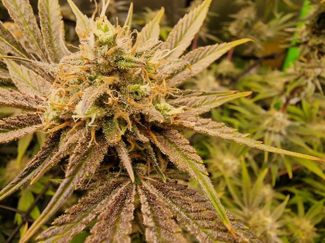 The Experiment. Week 15