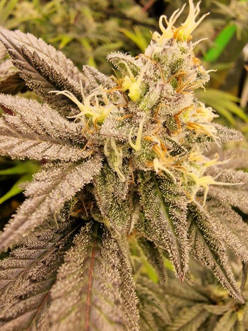 The Experiment. Week 15