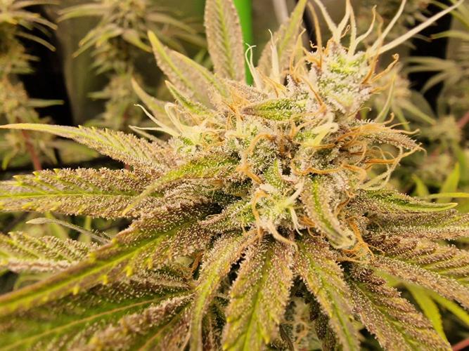 The Experiment. Week 15