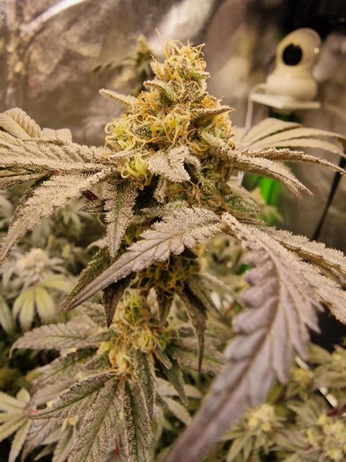 The Experiment. Week 15