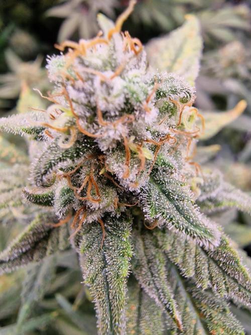 The Experiment. Week 15