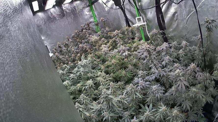 The Experiment. Week 15