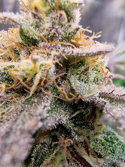 The Experiment. Week 15