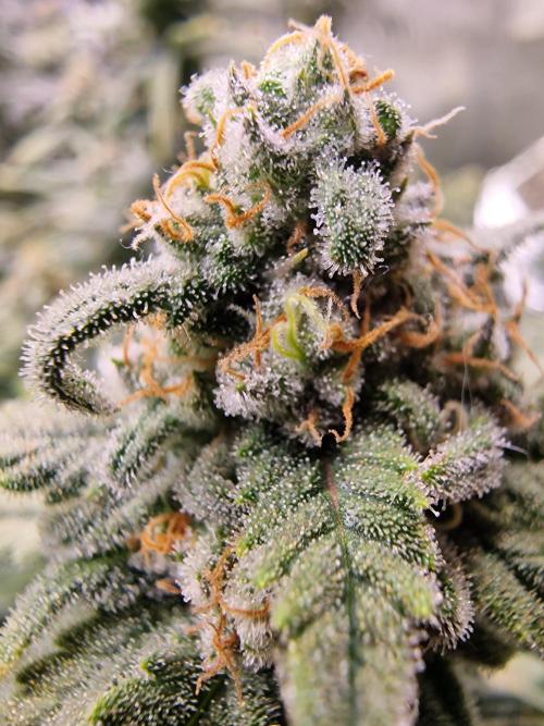 The Experiment. Week 15