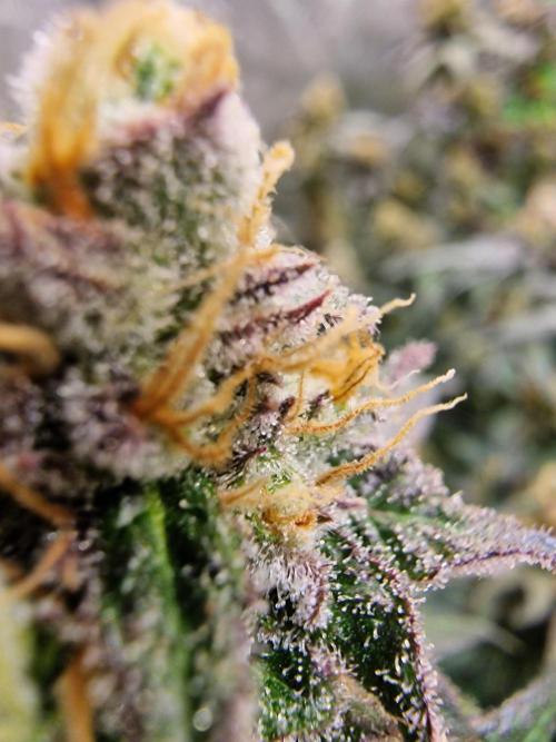 The Experiment. Week 15