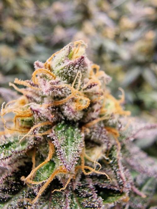 The Experiment. Week 15