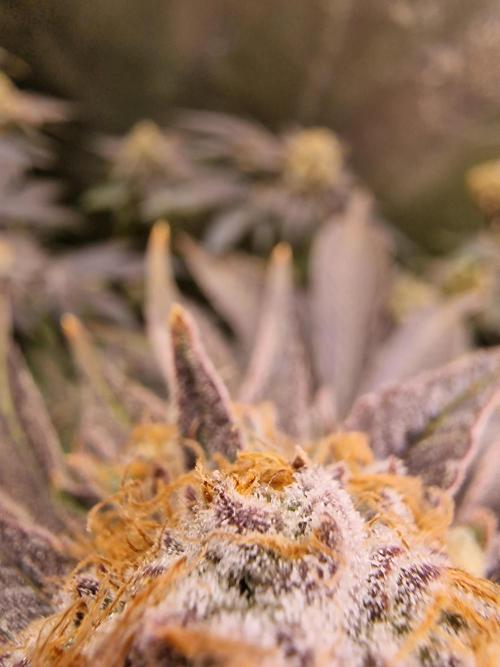 The Experiment. Week 15