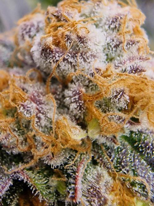 The Experiment. Week 15