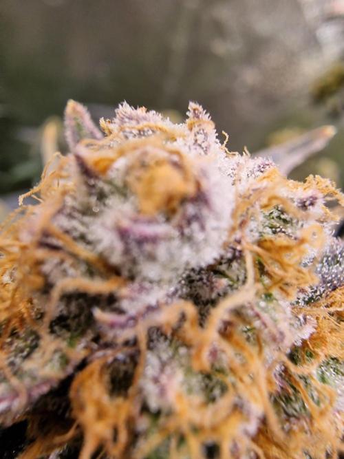 The Experiment. Week 15