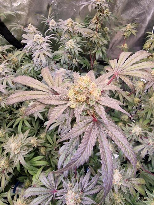 The Experiment. Week 15