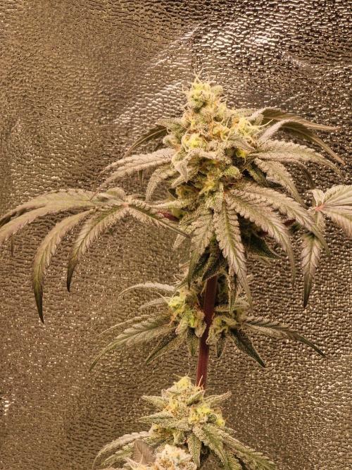 The Experiment. Week 15