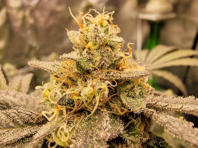 The Experiment. Week 15