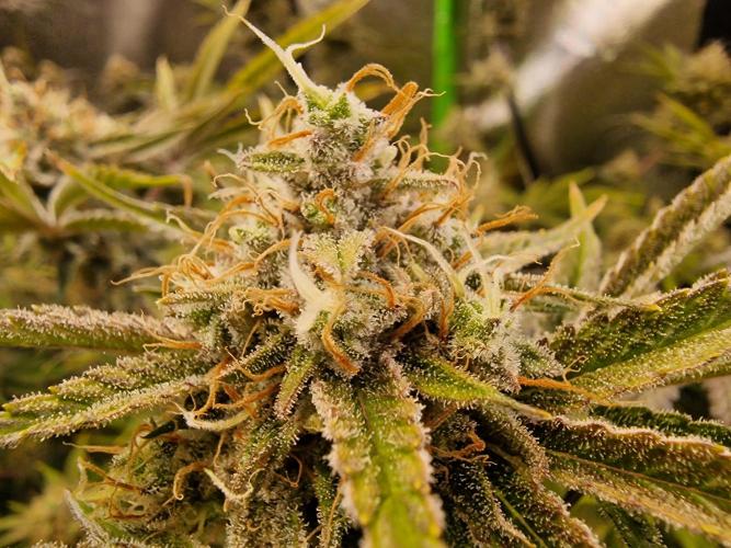 The Experiment. Week 15