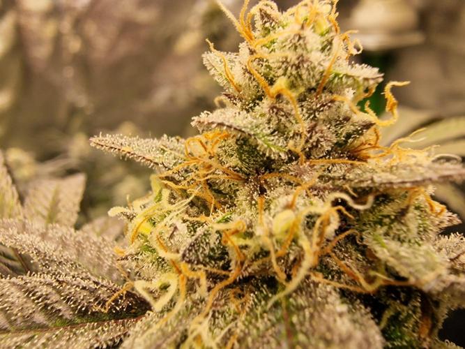 The Experiment. Week 15