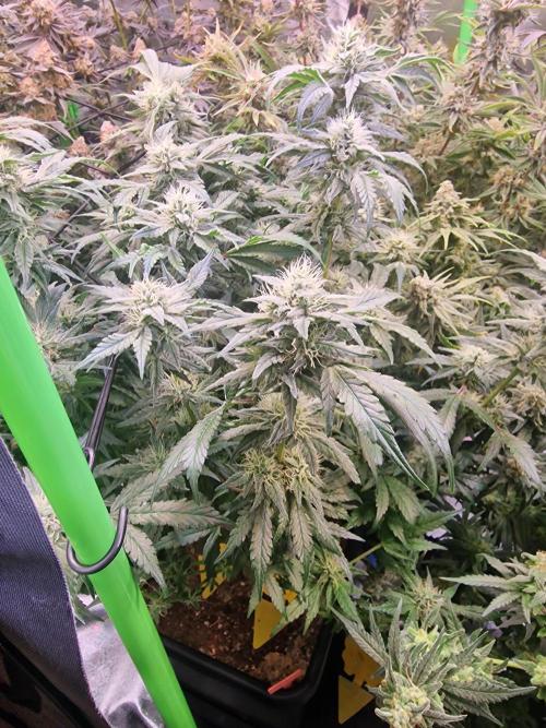 The Experiment. Week 16 - Gorilla Zkittlez 