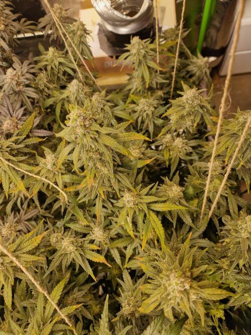 The Experiment. Week 16 - Sweet ZZ 