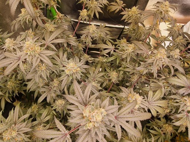 The Experiment. Week 16 - Green Gelato 