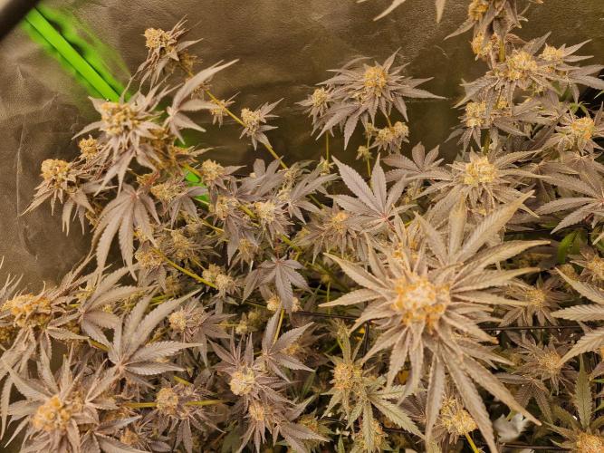 The Experiment. Week 16 - Peyote Critical 