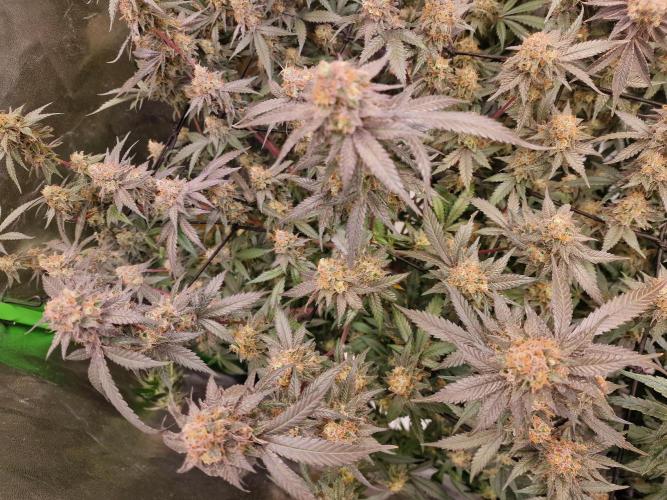 The Experiment. Week 16 - Lemon Shining Silver Haze 