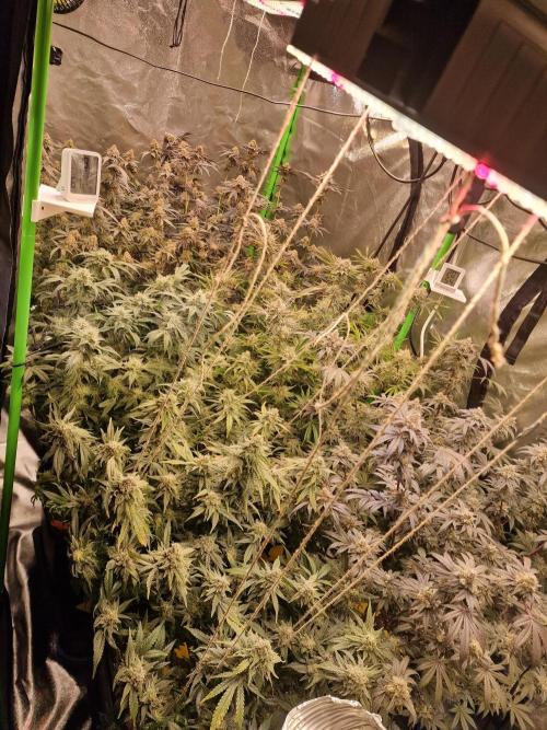 The Experiment. Week 16