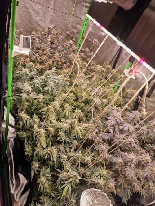 The Experiment. Week 16