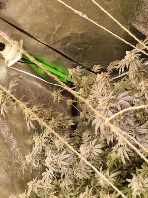 The Experiment. Week 16