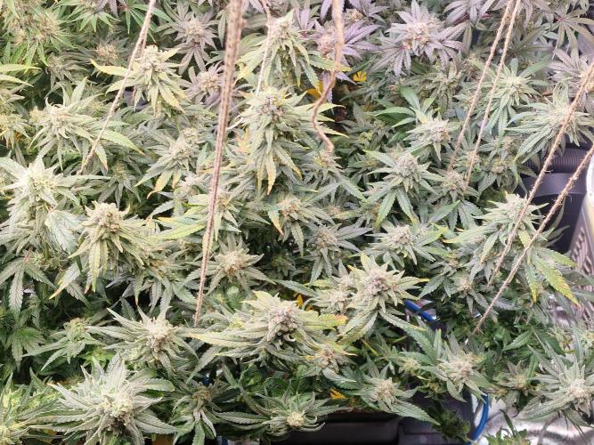 The Experiment. Week 16