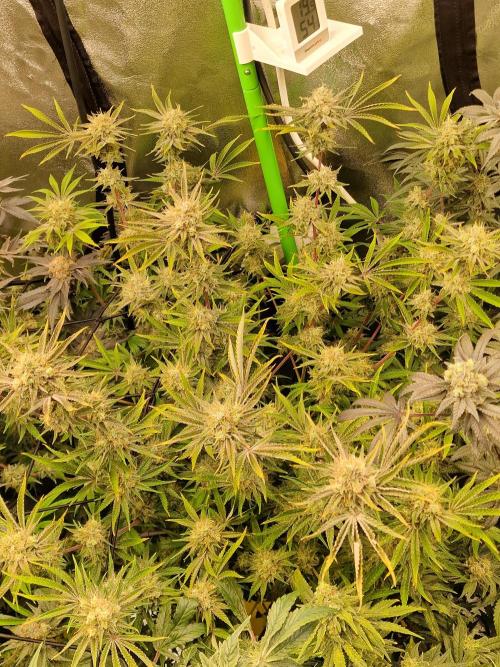 The Experiment. Week 16 - Runtz