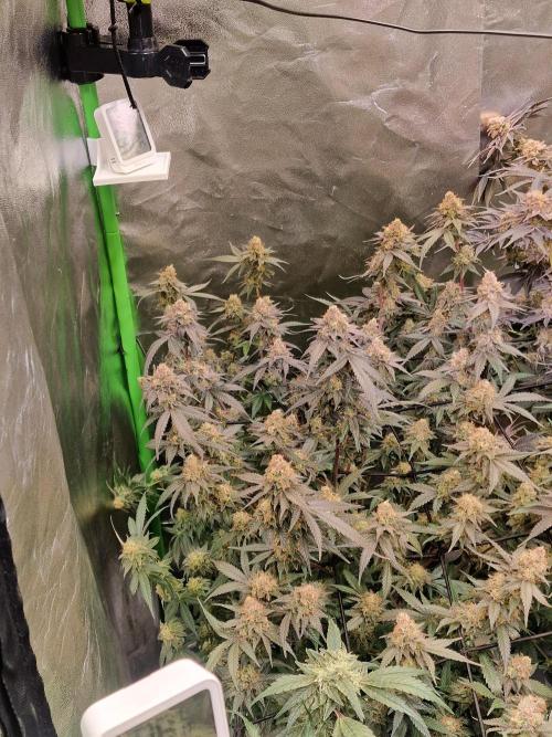 The Experiment. Week 16 - Lemon Shining Silver Haze 