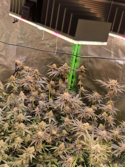 The Experiment. Week 16 - Peyote Critical 