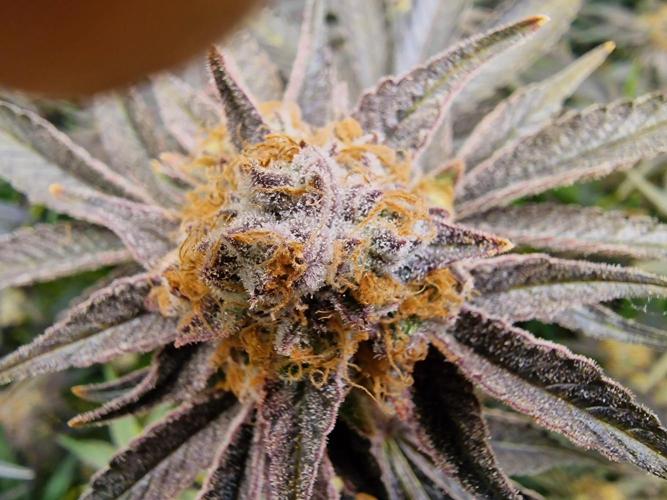 The Experiment. Week 16 - Peyote Critical 